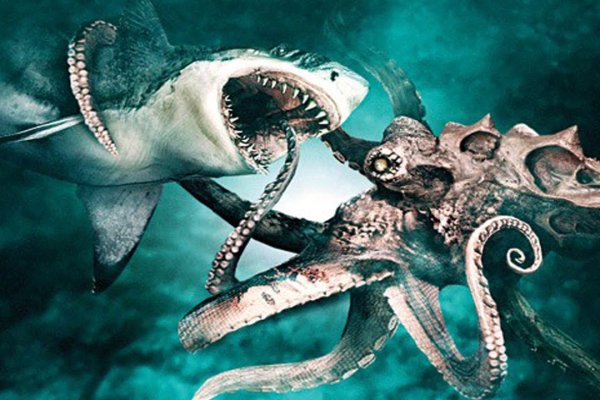 Kraken рынок